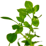 Load image into Gallery viewer, Ludwigia palustris &#39;Green&#39;