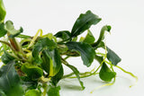 Load image into Gallery viewer, 1-2-Grow! Bucephalandra pygmaea &#39;Bukit Kelam&#39;