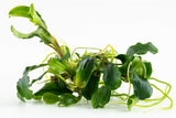 Load image into Gallery viewer, 1-2-Grow! Bucephalandra pygmaea &#39;Bukit Kelam&#39;
