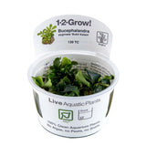 Load image into Gallery viewer, 1-2-Grow! Bucephalandra pygmaea &#39;Bukit Kelam&#39;