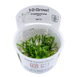 Load image into Gallery viewer, 1-2-Grow! Cryptocoryne parva