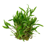 Load image into Gallery viewer, 1-2-Grow! Cryptocoryne wendtii &#39;Green&#39;
