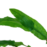 Load image into Gallery viewer, 1-2-Grow! Cryptocoryne wendtii &#39;Green&#39;