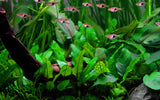 Load image into Gallery viewer, 1-2-Grow! Cryptocoryne wendtii &#39;Green&#39;