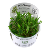 Load image into Gallery viewer, 1-2-Grow! Cryptocoryne wendtii &#39;Green&#39;