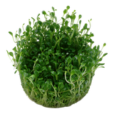 Load image into Gallery viewer, 1-2-Grow! Glossostigma elatinoides