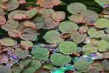 Load image into Gallery viewer, 1-2-Grow! Phyllanthus fluitans