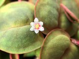 Load image into Gallery viewer, 1-2-Grow! Phyllanthus fluitans