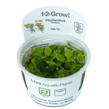 Load image into Gallery viewer, 1-2-Grow! Phyllanthus fluitans