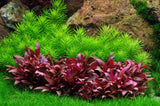 Load image into Gallery viewer, 1-2-Grow! Pogostemon erectus