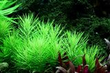 Load image into Gallery viewer, 1-2-Grow! Pogostemon erectus