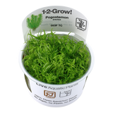 Load image into Gallery viewer, 1-2-Grow! Pogostemon erectus