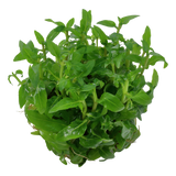 Load image into Gallery viewer, 1-2-Grow! Staurogyne repens