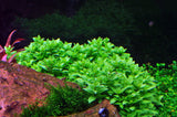 Load image into Gallery viewer, 1-2-Grow! Staurogyne repens