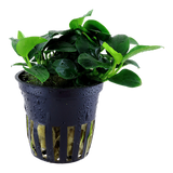 Load image into Gallery viewer, Anubias &#39;Petite&#39;