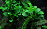 Load image into Gallery viewer, Anubias &#39;Petite&#39;