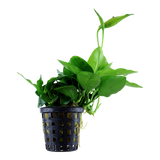 Load image into Gallery viewer, Anubias barteri var. nana &#39;Large&#39;