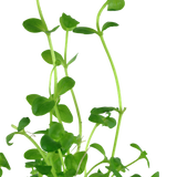 Load image into Gallery viewer, Bacopa australis