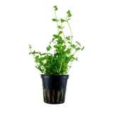 Load image into Gallery viewer, Bacopa australis
