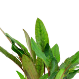 Load image into Gallery viewer, Cryptocoryne beckettii &#39;Petchii&#39;