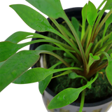 Load image into Gallery viewer, Cryptocoryne x willisii