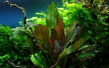 Load image into Gallery viewer, Echinodorus &#39;Reni&#39;