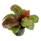 Load image into Gallery viewer, Echinodorus &#39;Reni&#39;