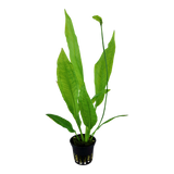 Load image into Gallery viewer, Echinodorus grisebachii &#39;Bleherae&#39;