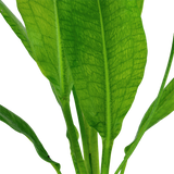 Load image into Gallery viewer, Echinodorus grisebachii &#39;Bleherae&#39;