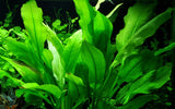 Load image into Gallery viewer, Echinodorus grisebachii &#39;Bleherae&#39;