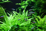 Load image into Gallery viewer, Helanthium bolivianum &#39;Quadricostatus&#39;