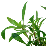 Load image into Gallery viewer, Hygrophila Corymbosa &#39;Siamensis 53B&#39;