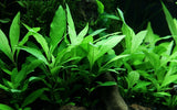Load image into Gallery viewer, Hygrophila Corymbosa &#39;Siamensis 53B&#39;