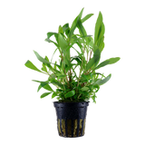 Load image into Gallery viewer, Hygrophila Corymbosa &#39;Siamensis 53B&#39;