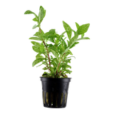 Load image into Gallery viewer, Hygrophila Polysperma &#39;Rosanervig&#39;