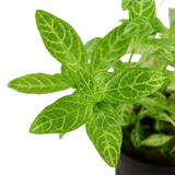 Load image into Gallery viewer, Hygrophila Polysperma &#39;Rosanervig&#39;