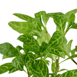 Load image into Gallery viewer, Hygrophila Polysperma &#39;Rosanervig&#39;