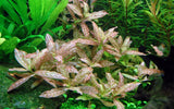 Load image into Gallery viewer, Hygrophila Polysperma &#39;Rosanervig&#39;
