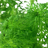 Load image into Gallery viewer, Limnophila sessiliflora