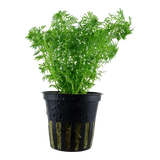 Load image into Gallery viewer, Limnophila sessiliflora