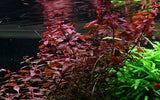 Load image into Gallery viewer, Ludwigia palustris