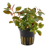 Load image into Gallery viewer, Ludwigia repens &#39;Rubin&#39;