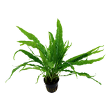 Load image into Gallery viewer, Microsorum pteropus