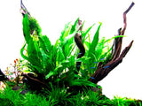 Load image into Gallery viewer, Microsorum pteropus