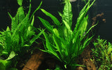 Load image into Gallery viewer, Microsorum pteropus