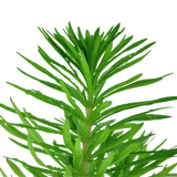 Load image into Gallery viewer, Pogostemon erectus