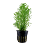 Load image into Gallery viewer, Pogostemon erectus
