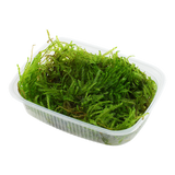 Load image into Gallery viewer, Taxiphyllum &#39;Spiky&#39;